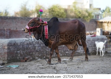 Beautiful cow is standing for sale in the market for the sacrifice feast of Eid. Agriculture industry, farming and animal (Selective focus on head).