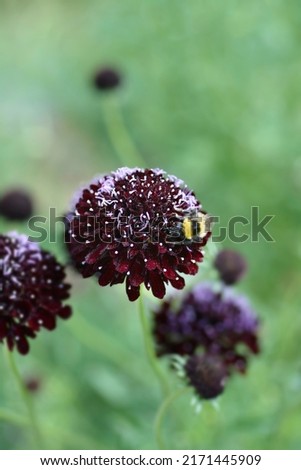 Pincushion flower Magic Night - Latin name - Scabiosa atropurpurea Magic Night Royalty-Free Stock Photo #2171445909