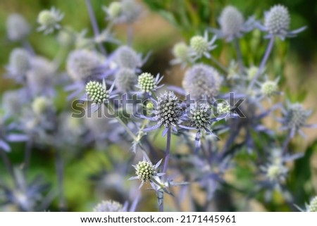 Sea Holly Blue Hobbit flowers - Latin name - Eryngium planum Blue Hobbit Royalty-Free Stock Photo #2171445961