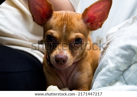 Cute Deer head Chihuahua sitting on a couch looking right at the camera, with a tired expression