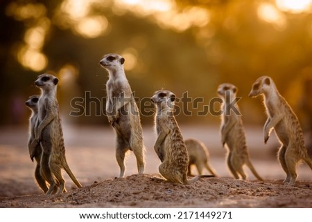 Small group of Meerkats in alert at dawn in Kgalagadi transfrontier park, South Africa; specie Suricata suricatta family of Herpestidae