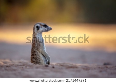 Meerkat in alert out of den in Kgalagadi transfrontier park, South Africa; specie Suricata suricatta family of Herpestidae
