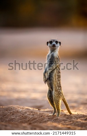 Meerkat standing in alert at dawn in Kgalagadi transfrontier park, South Africa; specie Suricata suricatta family of Herpestidae