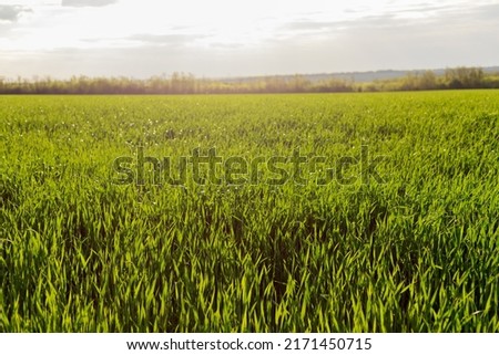 A field with green juicy grass