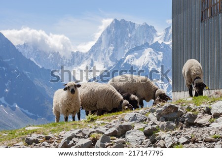 flock of sheep grazing in the mountains