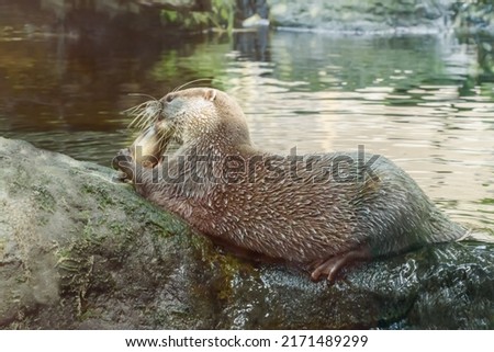 Oriental small-clawed otter, Aonyx cinereus is eating fresh fish. Portrait