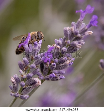 macro picture of a wild bee in lavender