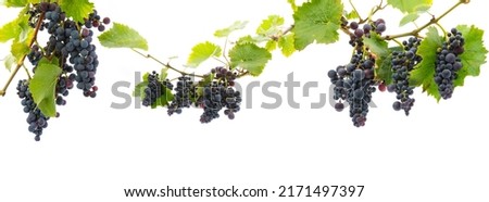 red grapes on a branch with leaves isolated on a white background Royalty-Free Stock Photo #2171497397