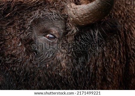 Detail of european bison. Bison's head. European wildlife. Rare animal during winter. 