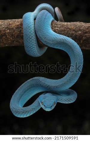 Blue Insularis (Trimeresurus insularis)  is venomous pit vipers and endemic species in Indonesia. The color is unique, namely turquoise blue. Royalty-Free Stock Photo #2171509591