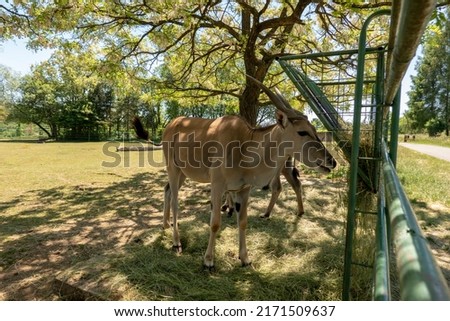 View of a common eland antelope