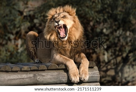 Wild lion roaring - Mighty and strong big cat seen on a safari nature adventure in South Africa Royalty-Free Stock Photo #2171511239