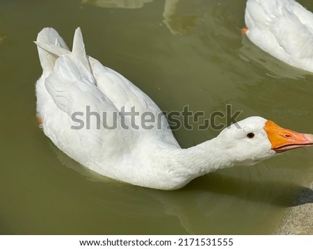 duck protruding to drink water