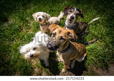 dogs Royalty-Free Stock Photo #217154233