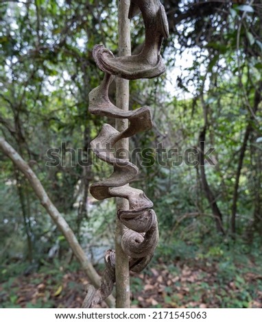 A large vine, curling around, giving the appearance of a field of eyes, seen in dense forests. Royalty-Free Stock Photo #2171545063