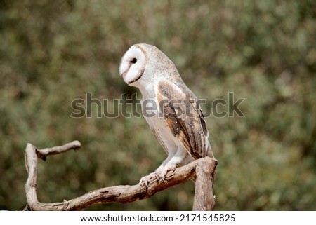 the barn owl is resting on a perch