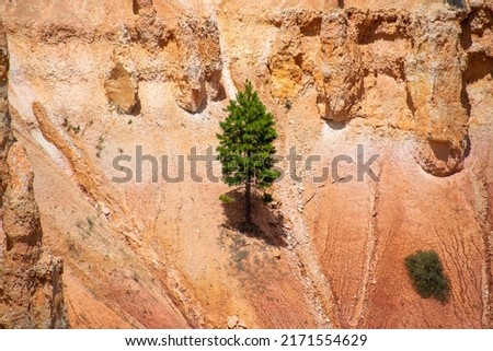 Solitary Pine in Bryce Canyon