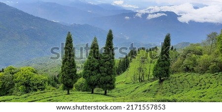 Landscape of tea gardens at Darjeeling, India. Scenic beauty of tea gardens of Darjeeling attracts tourists from all over the world.