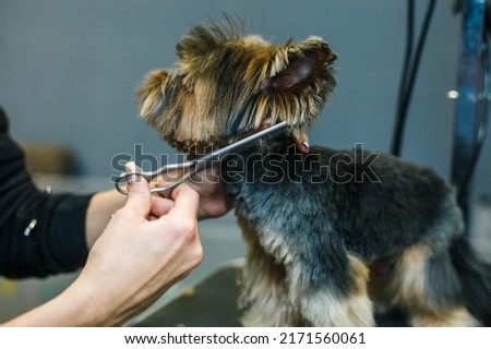 a small dog is cut with scissors in a beauty salon for animals. close-up.