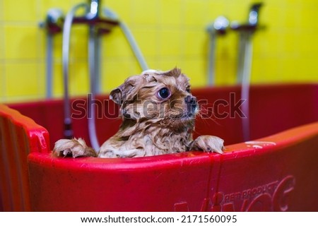 a small dog is washed with shampoo in a beauty salon for animals