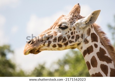 The giraffe is a tall African hoofed mammal belonging to the genus Giraffa. It is the tallest living terrestrial animal and the largest ruminant on Earth. Royalty-Free Stock Photo #2171562023