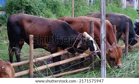 Cattle or cows are eating grass at the animal market during the preparation of the sacrifice on Eid al-Adha Royalty-Free Stock Photo #2171575947