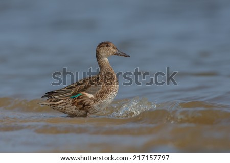 The Eurasian teal or common teal (Anas crecca) 