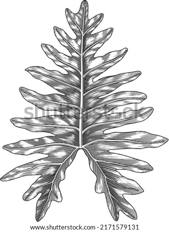 Botanical leaf hand drawing vintage style black and white clip art isolated on white background. philodendron vector illustrations.