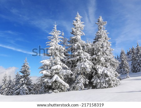 Majestic winter scenery. High on the mountains, on the lawn stand trees covered with snow, which look as ice sculptures. Scenery for the tourists. Wintertime wallpaper background. 