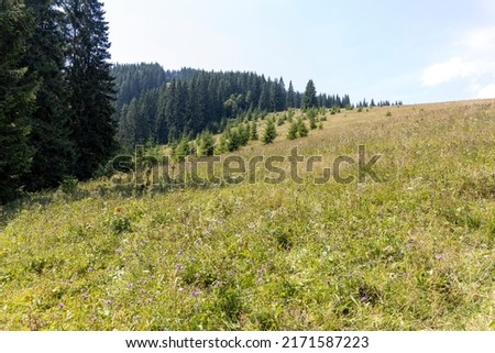 Green mountain meadows in the high Carpathians