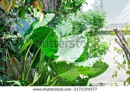 Alocasia, Alocasia macrorrhizos or Alocasia plant in the garden