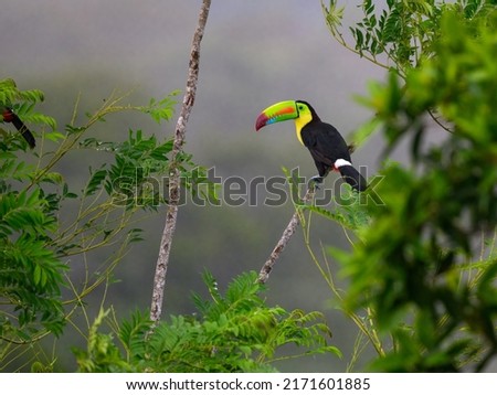 Keel-billed Toucan perched on tree branch 