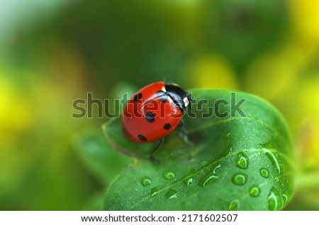 Ladybug crawls on a green leaf Royalty-Free Stock Photo #2171602507
