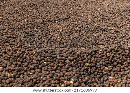 Arabica natural green coffee beans drying in the sun, Panama, Central America - stock photo