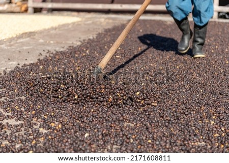 Hands of local farmer scattering green natural coffee beans for drying in the sun, Panama, Central America - stock photo