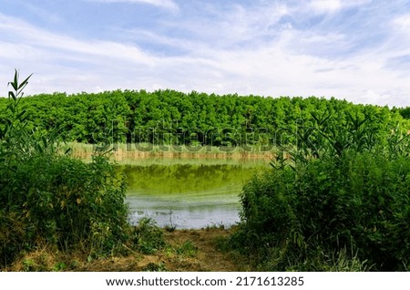 View along the river with tall green reeds running along one bank of the river under a bright clear blue sky and calm water on a beautiful summer day, in the morning, at sunset. A series of pictures.
