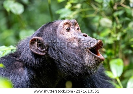 Howling chimpanzee, pan troglodytes, in the tropical rainforest of Kibale National Park, western Uganda. The park conservation programme means that some troupes are habituated for human contact. Royalty-Free Stock Photo #2171613551