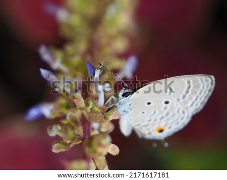 Luthrodes pandava, the plains Cupid or cycad blue,  a species of lycaenid butterfly found in India, Sri Lanka, Myanmar, United Arab Emirates, Indochina, Peninsular Malaysia, Singapore, Taiwan, Java,
