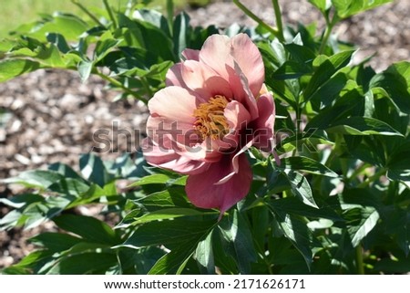 Paeonia variety 'Old Rose Dandy'. Beautiful sunlit apricot colour flower, close up Royalty-Free Stock Photo #2171626171