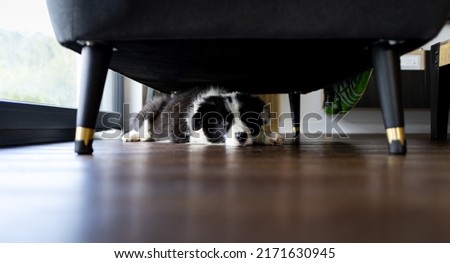 Adorable puppy dog hiding under sofa at home Royalty-Free Stock Photo #2171630945