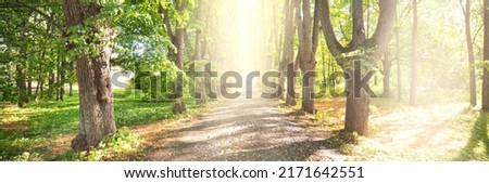 Single lane rural gravel road through the tall green linden trees. Sunlight flowing through the tree trunks. Idyllic forest scene. Art, hope, heaven, wilderness, loneliness, pure nature concepts