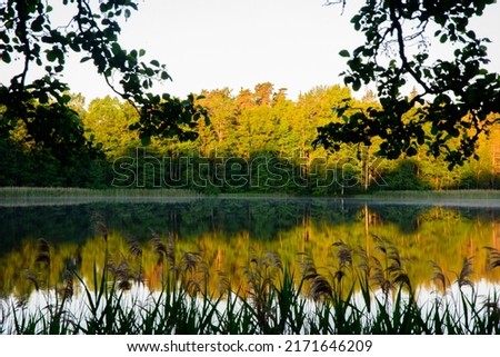 beautiful lake sunrise in the middle of summer with green grass and reflection in the water