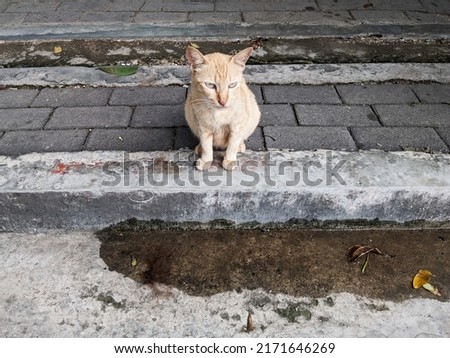 Cat alone on the side of the road