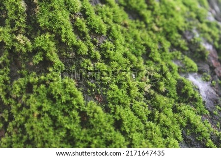 moss that thrives on tree trunks