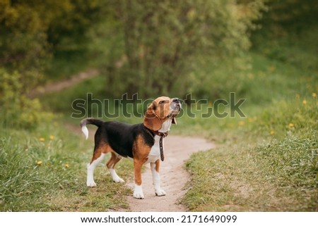 A young beagle dog standing in a park or forest against the background of green grass in summer