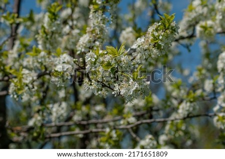 A beautiful nature scene with a budding tree and sunlight. A sunny day. Abstract blurred background. Spring