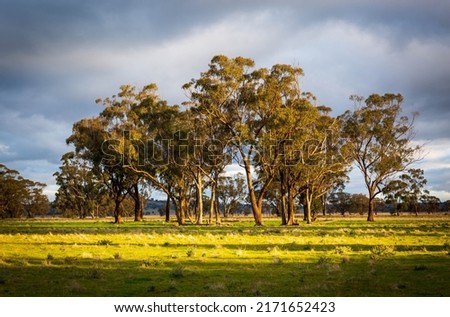 A cluster of tall eucalypt trees in paddock in afternoon light.