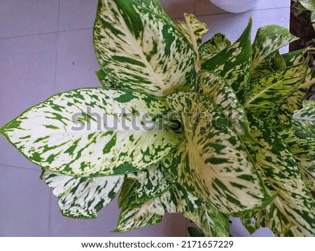 beautiful leaf pattern ornamental plant named Dieffenbachia seguine
