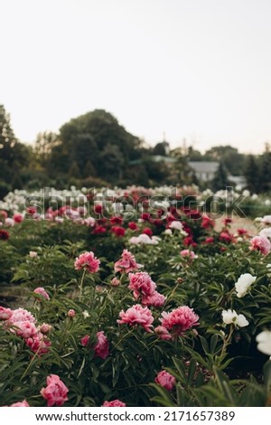 blooming peonies park. field of colorful peonies. garden of pink, red and white peonies. bushes with roses