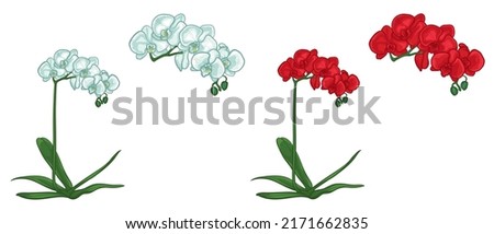 White and red isolated orchid flower on white background. Vector illustration of flowers.